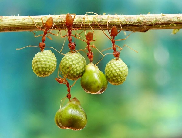 Hình ảnh đoàn kết từ những chú kiến nhỏ.